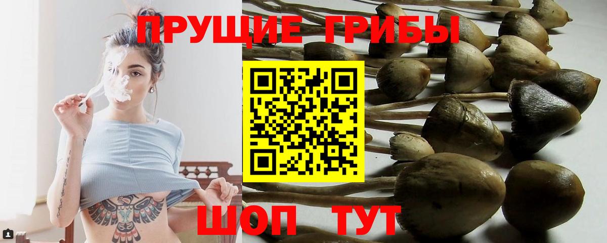 Вольск  Псилоцибиновые грибы Cubensis  Вход с VPN 